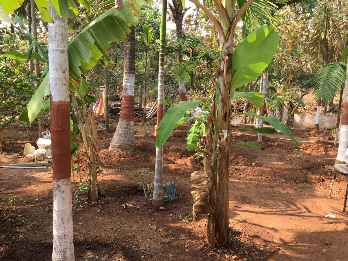 Neel Garden Resort Murud (Maharashtra) Exterior photo